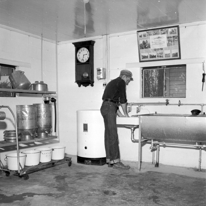 082_and in the milk house. (undated).jpg